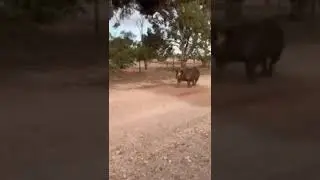 Boris the Boar Looking for Love