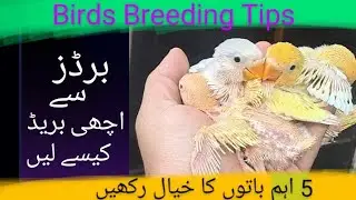 5 Thing must follow for best breeding| Birds Care Tips| Breeding Season
