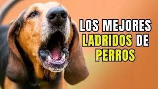 LOS MEJORES videos de PERROS LADRANDO MUY FUERTE 🔊 Concurso de ladridos de PERROS muy divertido