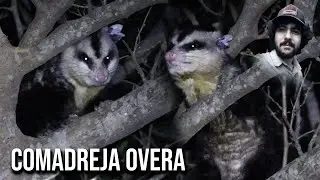 Comadreja overa 4K (Didelphis albiventris) White-eared opossum, Timbu, Cassaco, Sarigu&ecirc;, Mucura