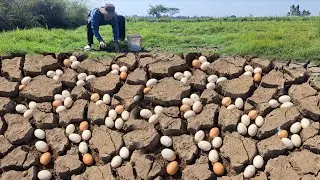 Wow unique  !A farmer collects a lot of duck eggs in a rice field, among old grass and loose soil.