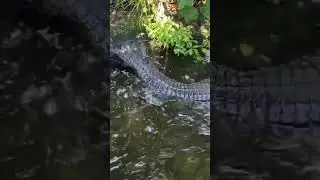 13 November 2023 , Crocodile at SINGAPORE ZOO