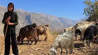 Кочевая жизнь в Загросе | Девушка-кочевница и пастух в суровых горных вершинах🏞🙎&zwj;♀️