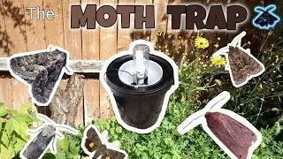 Late August Moth trapping! | Episode 5 The Moth trap