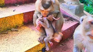 Live: Beautiful Family Moment &mdash; Young Mama Monkey Gently Cares for Her Precious Newborn 🐒💛