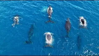 MADAGASCAR, Humpback Whales: Amazing Planet (4K) 2022