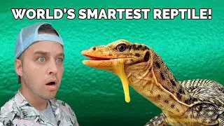 WORLD’S SMARTEST REPTILE! | Intelligent Quince Monitor
