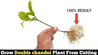 how to grow Double chandni plant from cutting / डबल चाँदनी को कटिंग से कैसे लगाऐ ।