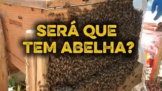 SERÁ QUE TEM A ABELHA AQUI? 