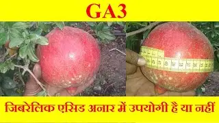 Gibberellic Acid Is Useful or Not In Pomegranate | जिबरेलिक एसिड अनार में उपयोगी है या नहीं