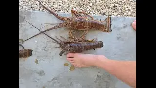20 Minute Lobster Limit - Lobster Alfredo Mini Season Day 2 Catch Clean Cook