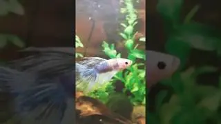 Betta Fish and New Amano Shrimp