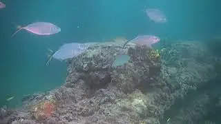 07Sept25 Neptune Memorial Reef plus a Bonus Dive. 