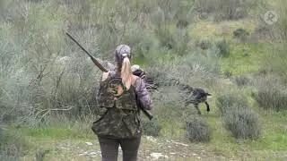 El drahthaar como perro de muestra | Cazadores de lances