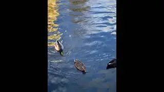 🦢Swan Waltz in the Dutch Canals