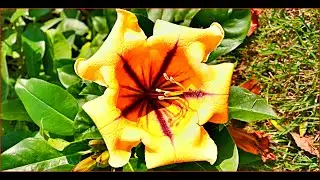 Beautiful flowers in January 21