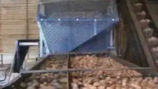 PS10000 Sticktight Pecan Sorter