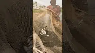 Amazing Traditional Net Fishing Video From River #fish #fishing #netfishing #catfish