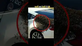 This Is Bees Swarm On A Car 😱#shorts #facts#factoholic