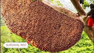 Harvesting Honey - Bee Master in Taiwan  Ep-394 By Sarvaivel Rad