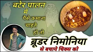 quail chicks broodnig kaise kare/ बटेर के चिक्स को बीमारी से कैसे बचाएं 🐣🦃#snehil36#baterpalan