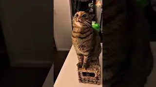 Funny Cats 😹 Try Not To Laugh Challenge (You Will Fail!) #Shorts Part 69