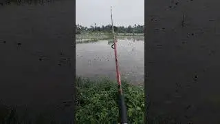 morning fishing  #snakeheadfish #morning #fishing #shorts
