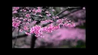 Cherry Blossoms on Mt. Yaedake in Okinawa, Japan