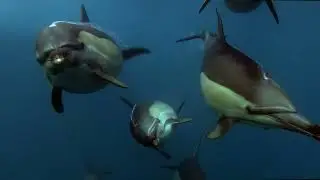 BBC Coastal Predators: A 4D Experience &reg; | Trailer
