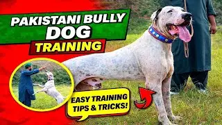 Pakistani Bully Dog Training | Bully Dog running | Pakistani bully dog fight