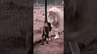 Lion and Dog Troll Face edit #shorts #memes #trollface