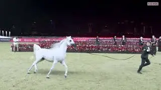 HH the Amir, Syrian President Witness Champions Tour 2025 of World Arabian Horse Championship