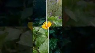 I Tried Small Flower Video Editing Techniques