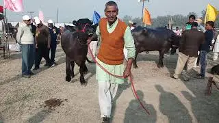 Murrah buffalo milk beauty competition ndri karnal
