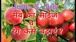 How to increase Apple's Size & Colour in June & July, by Inside Great Himalaya