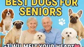 10 best breed for the elderly 