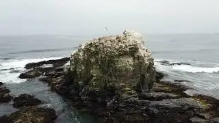Punta de Lobos, Pichilemu 