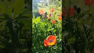 Мак многолетний 