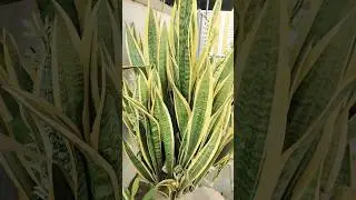 #plants #snakeplantllp #gardening #garden #home #snakeplantcare #snakeplantpropagation #snakeplant