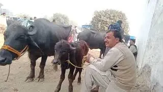 Kharian mandi vlog bhns price is 2lac 72 thousand#viral #viral #cow #animals #youtube 