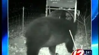 Bear alert