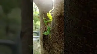 South African mantis #shorts