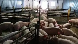 Schweinemast, Haltungs-Stufe 2
