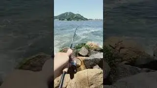 Bora jogar a linha #peixes #pescaria #fishing #pesca