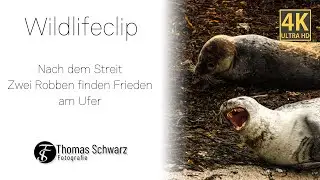 Nach dem Streit &ndash; Zwei Robben finden Frieden am Ufer #wildlifeclips #4k