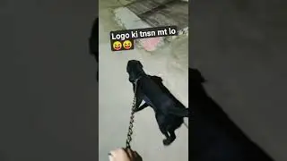 kush log🙄🤔🐶#buzo #funnylabrador #viral #shortsviral #youtube #blackdog #dogs