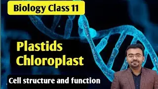 plastids class 11 | chloroplast structure and function