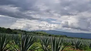 South American plants|#100% enjoy