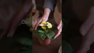 Grow 10 Medicinal Plants to Replace Most Pharmacy Visits