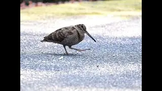ヤマシギⅡ